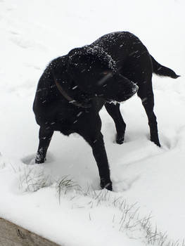 Doggo in the snow