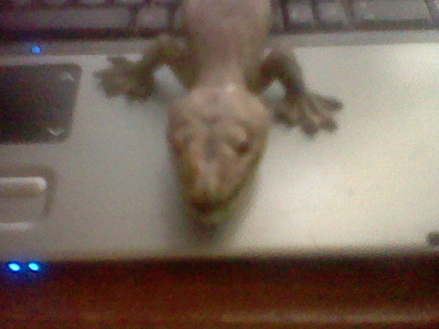 My lizard toy