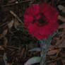 Deep Red Flower