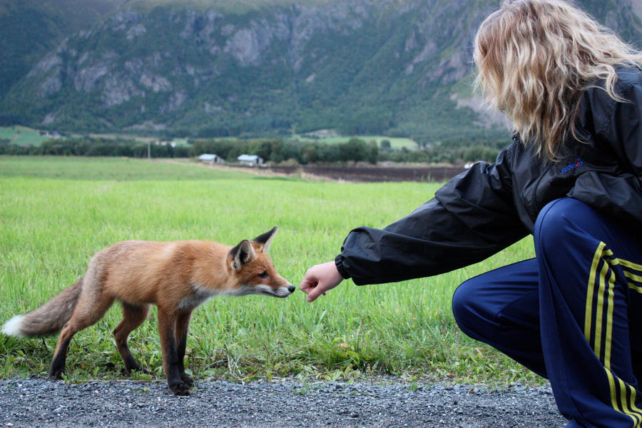 Fox befriending