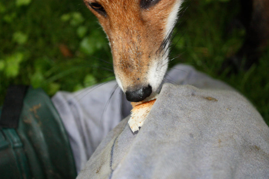 Sneaky little fox