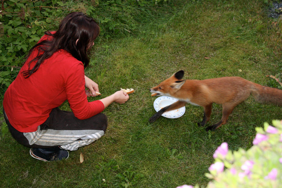 Fox: Moar fooood