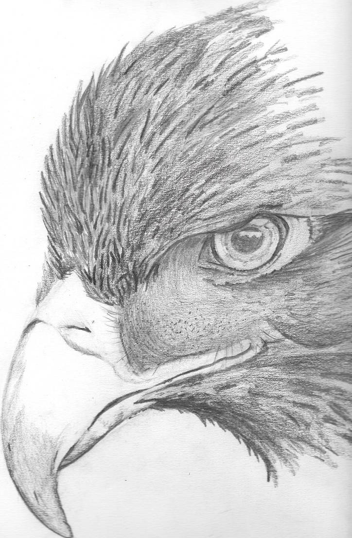 Bird Pencil Drawing by LBozzie on DeviantArt