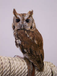 Screech Owl Portrait