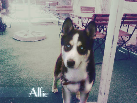 Alfie ( husky dog )