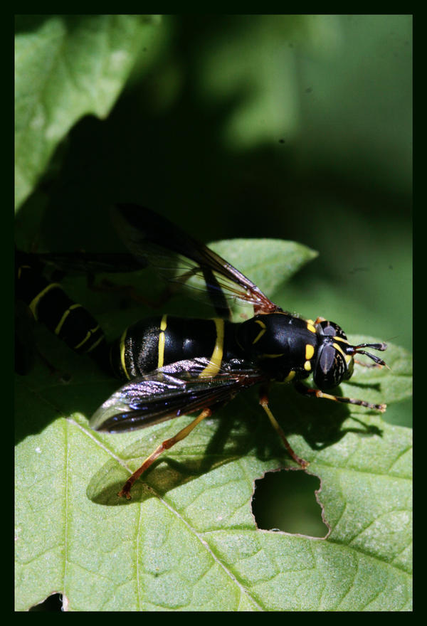 Motherly Insects insect mother by SwissHippies on DeviantArt