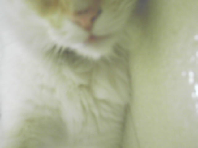 Charlie Roo3 by BloodyRosez on DeviantArt