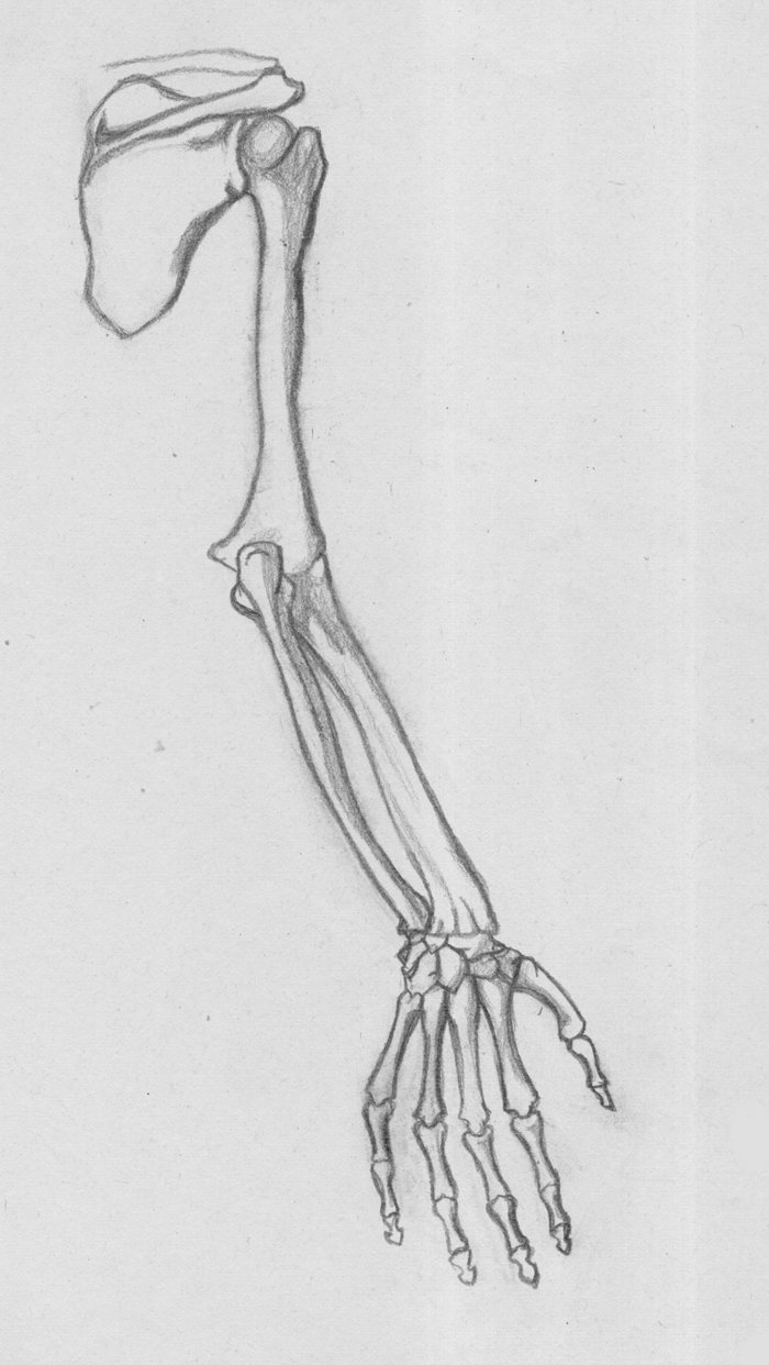 The Bones of Right Arm by Sylvixinae on DeviantArt