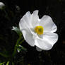 Mt.Cook Lily