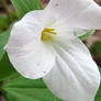 Trillium 1 (05/17)