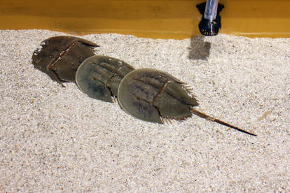 Horseshoe Crabs (09/18)