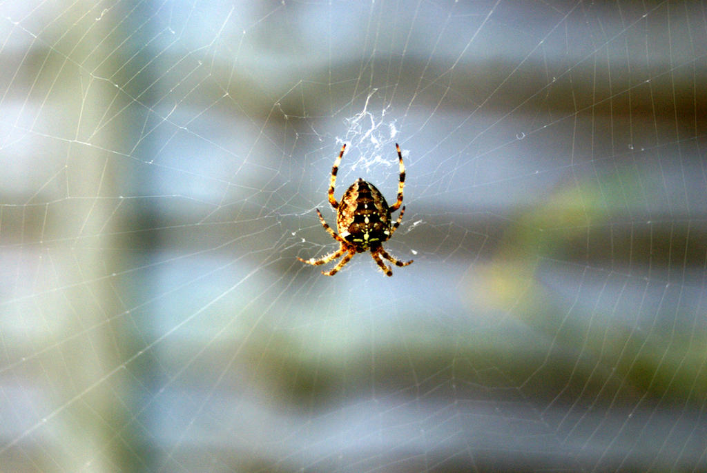 Spider Insect Deviantart Spider by DanceWithMyDemons on DeviantArt