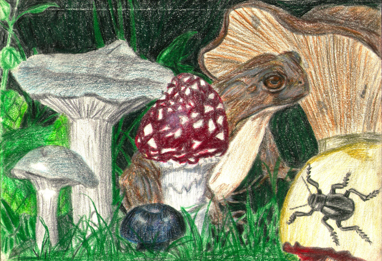 Magic Frog, Magic Mushrooms