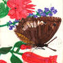 Life of a Butterfly