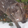 Cinnamon's First Snow