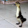 Stretch Little Duckie