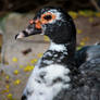 Muscovy Duck