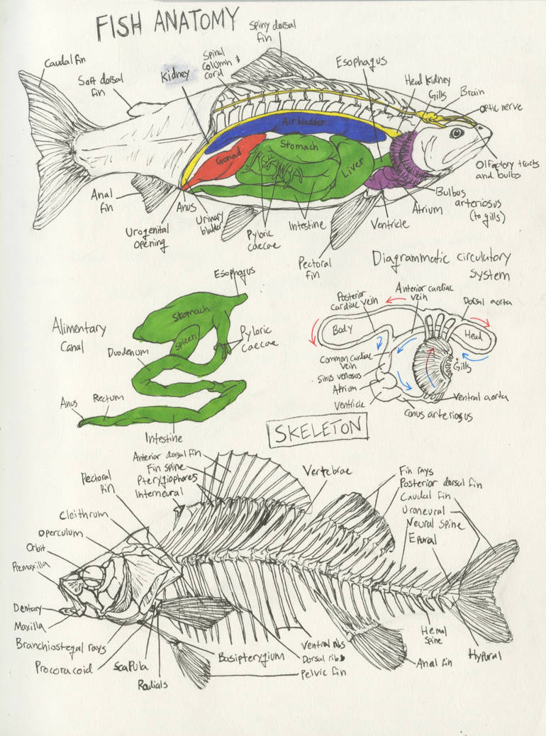 Fish Anatomy Study by TheLateHeron on DeviantArt