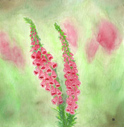 foxgloves