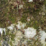 Moss Texture