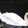 Swan Stock