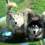 My Huskies Love Summer!! (Kiddie Pool) :D