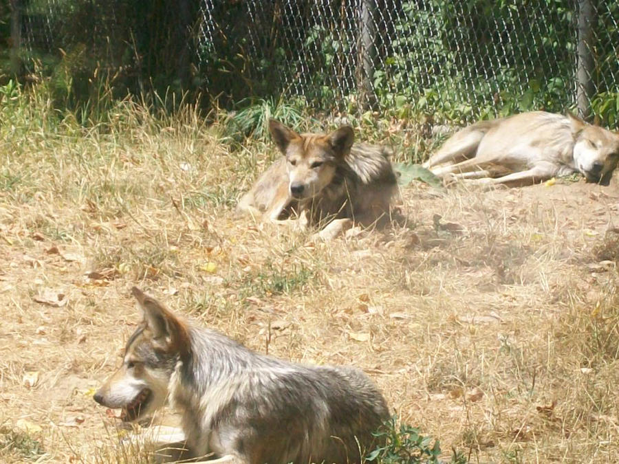 Mexican Wolves Sleepy