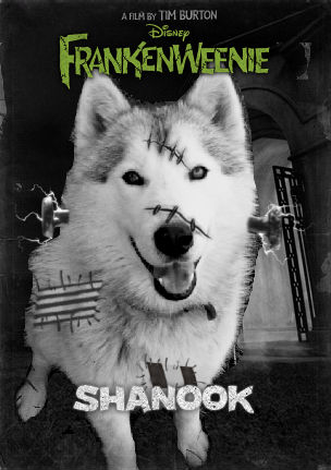 Shanook Has Been Frankenweeniefied!!