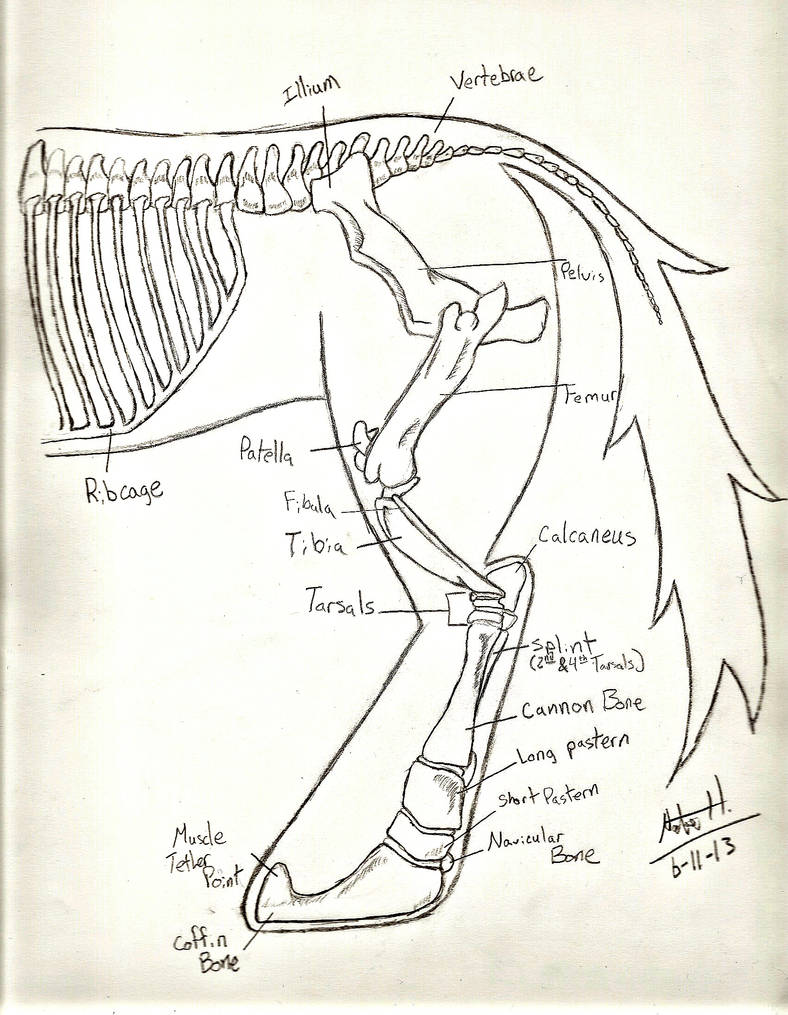 Skeletal Anatomy of Equus Faustus