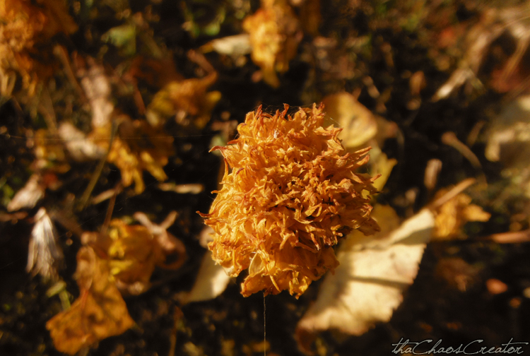 colours of autumn: gold