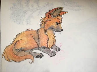 Maned wolf pup