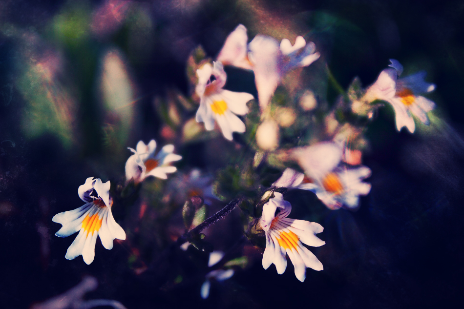 Euphrasia rostkoviana Hayne