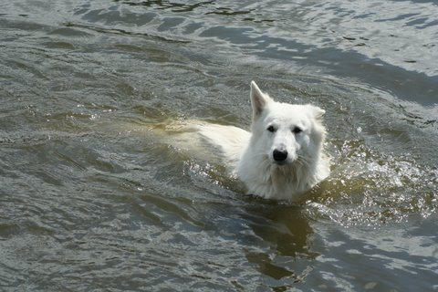 Indy's first swimming lesson