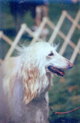 dog show photos afghan hound