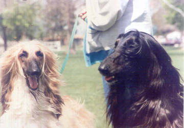 dog show photos afghan hound 6