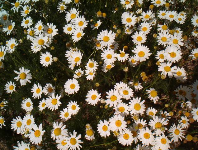 Daisy Dasiy Daisy