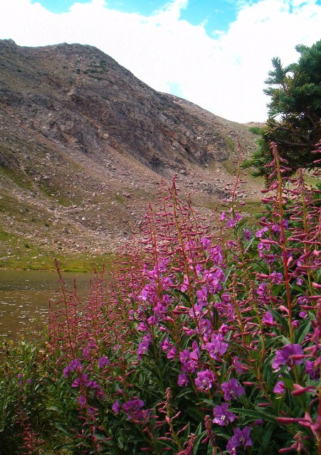 Purple flowers