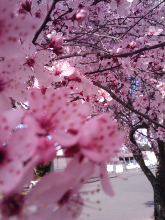 Cherry Blossom pt 1