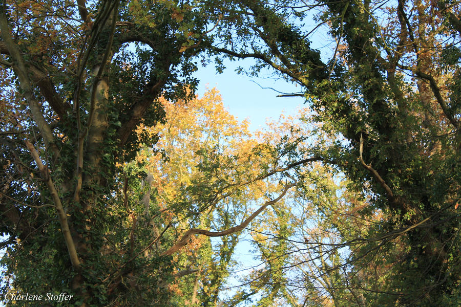 Roof of Leafs