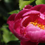 A Sunbathing Peony