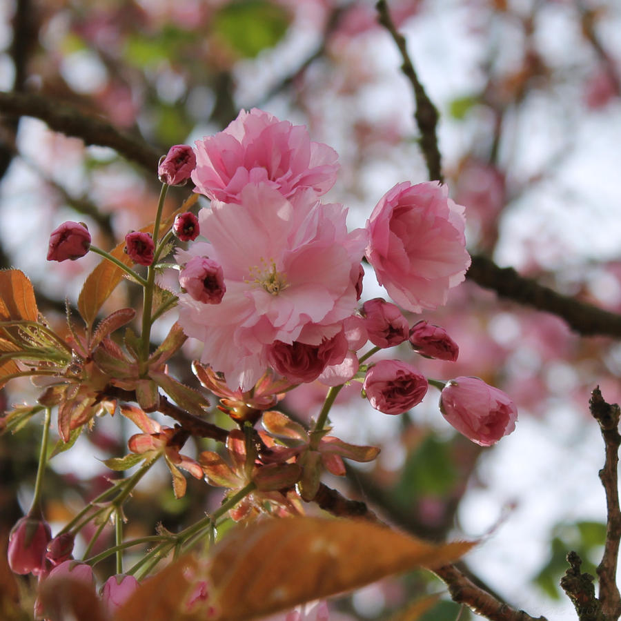 We Love Pink