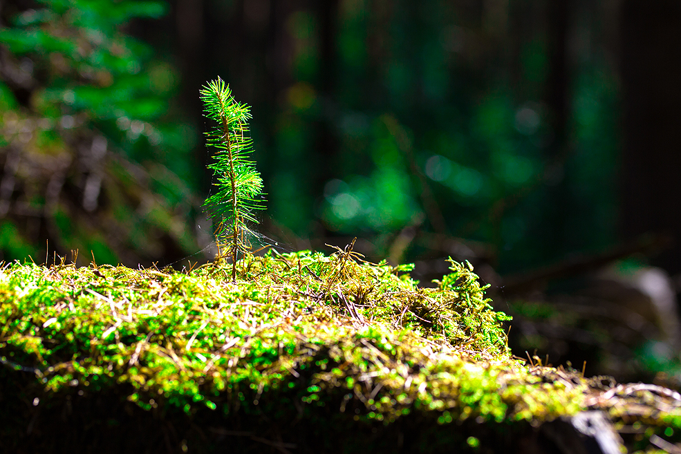 I Want To Be A Tree!