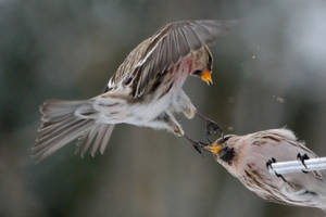 Redpoll Brawl