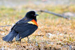 The Red-winged Blackbird Model by Sonussilentii