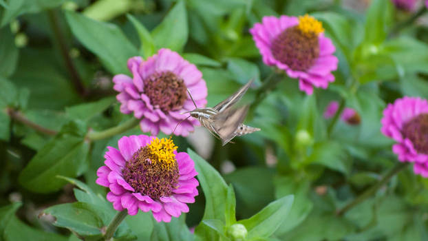 White-Lined Sphinx Moth