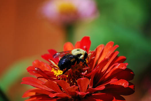 Black and Yellow on Red