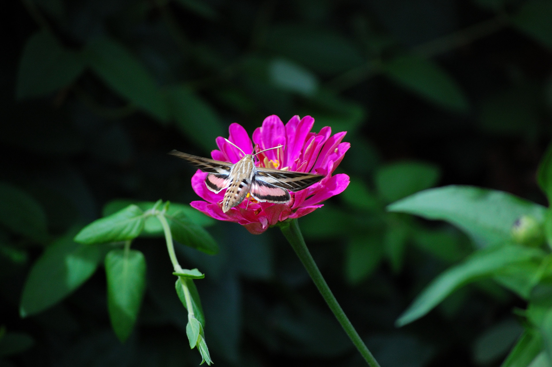 I'm in your zinnias, stealin' yer nekter