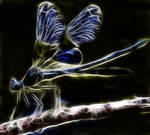 Fractal Dragonfly by MiniMoo64