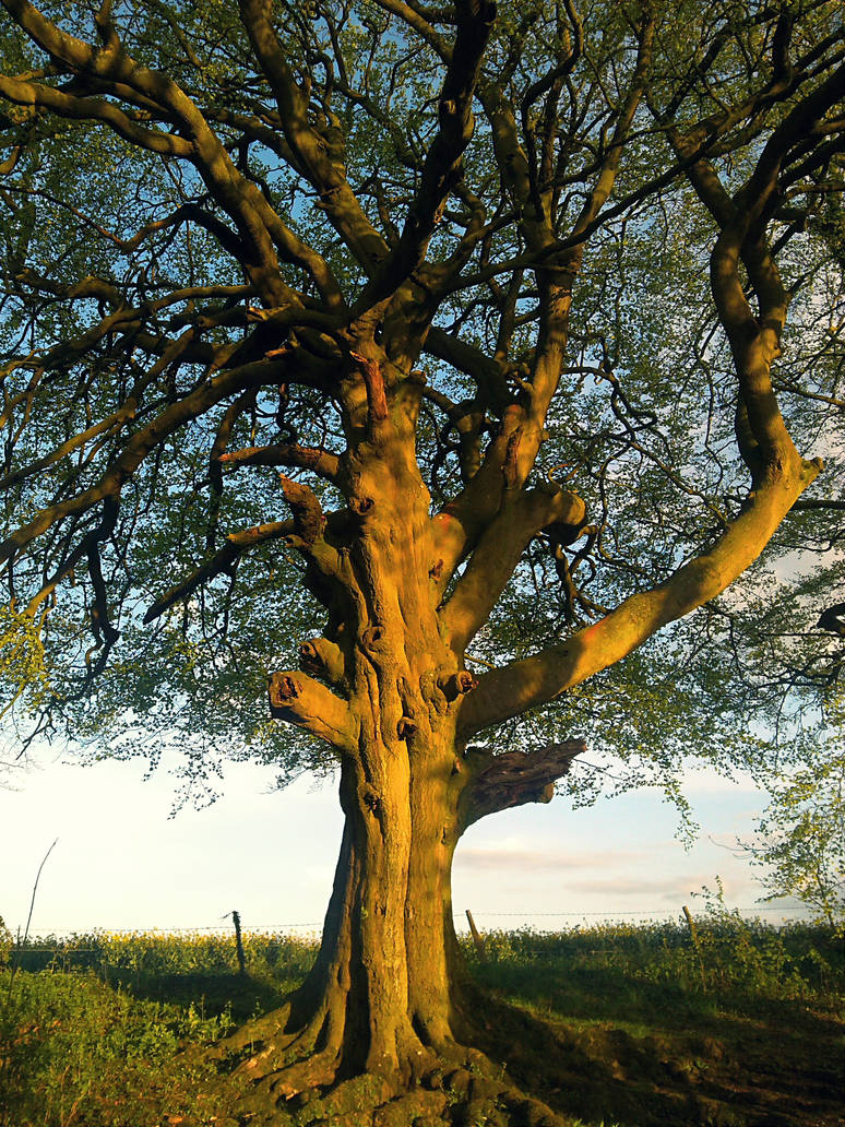 Dryad Tree, Tree of Faces by LaurenceCrist on DeviantArt