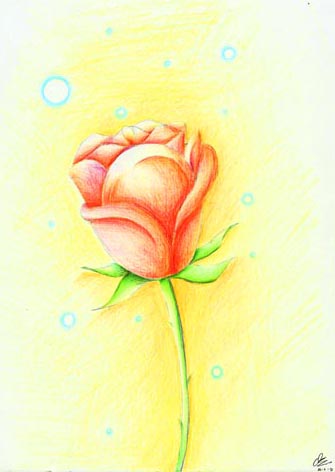 Pencil Color - Rose